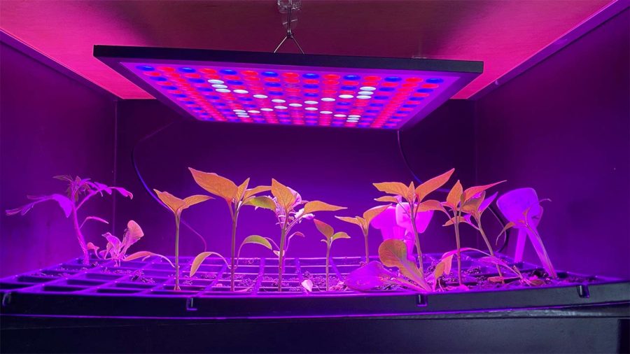 lampe de germination interieure